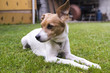Photo: dog relaxed in the garden color image dog relaxed in the garden color image