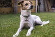 Photo: dog relaxed in the garden color image dog relaxed in the garden color image