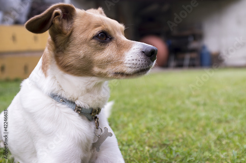 Photo: dog relaxed in the garden color image dog relaxed in the garden color image