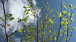 Fresh young Birch leaves in the spring