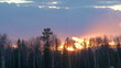 Taiga at sunset (Siberia)