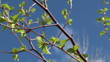 Fresh young Birch leaves in the spring