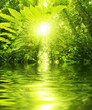Tropical forest and river