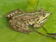 Foto: Wasserfrosch Wasserfrosch