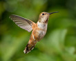 Hummingbird in flight
