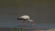 Video: Yellow-billed stork foraging in water Yellow-billed stork foraging in water