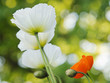 Isländischer Mohn (Papaver nudicaule)