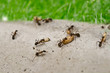 ants working