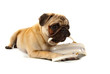 Mops mit Handtasche