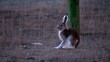 wild rabbit on a construction site