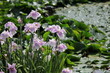 Foto: 菖蒲 菖蒲