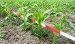 Maisfeld mit rot-weißen Absperrband
