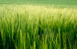 Beautiful field of fresh growth agrucultiral wheat