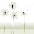 Vektor: floral background, dandelion floral background, dandelion