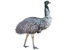 Emu