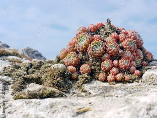 Photo: Sukkulenten Sempervivum Sukkulenten Sempervivum