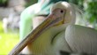 Video: Pelikan in zoo Pelikan in zoo