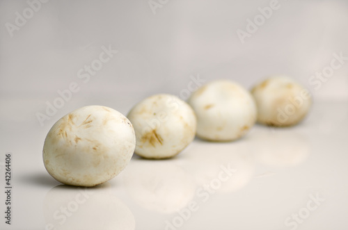 Photo: mushrooms on line mushrooms on line