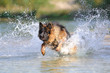 Deutscher Schäferhund 181