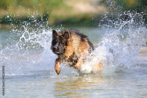 Photo: Deutscher Schäferhund 181 Deutscher Schäferhund 181