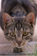 Katze 4
