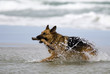 Deutscher Schäferhund 82
