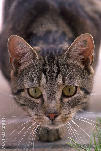 Photo: Katze 4 Katze 4