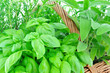 Herbs