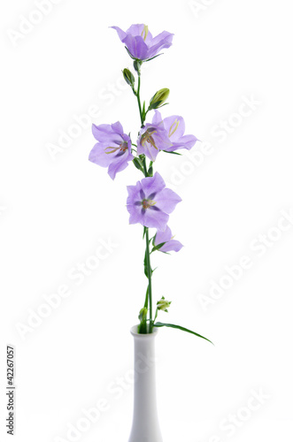 Photo: Campanula persicifolia, bell flower in white vase Campanula persicifolia, bell flower in white vase