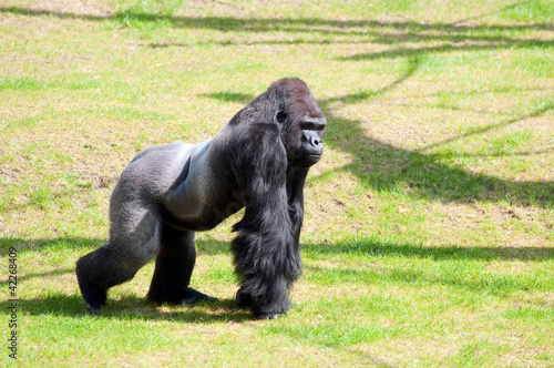 Photo: Gorilla in Berlin Zoological Garden Gorilla in Berlin Zoological Garden