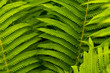 Green leaves of fern, tropical forest, are in sunbeams