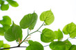 Photo: Green leaves of linden Green leaves of linden