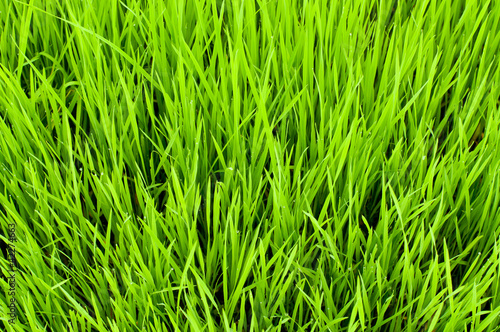 Photo: background of green beautiful rice field in asia background of green beautiful rice field in asia
