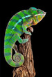 Chameleon on drift wood