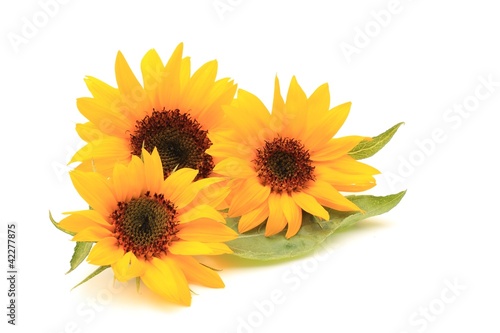 Photo: ヒマワリの花 ヒマワリの花