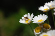 Foto: Bienchen Bienchen