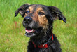 Mongrel Dog