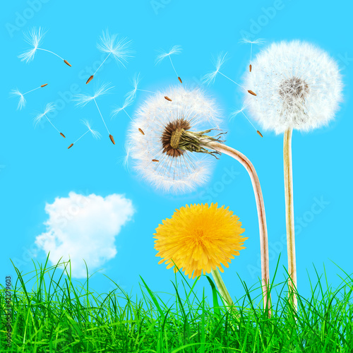 Photo: Overblown and yellow dandelions in the grass on the blue sky Overblown and yellow dandelions in the grass on the blue sky
