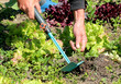 Foto: Gartenarbeit Gartenarbeit