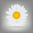 Beautiful  Daisy icon vecotr illustration