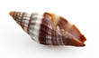 Samar Conch