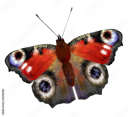 Vector: illustration of European Peacock butterfly illustration of European Peacock butterfly