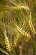 Gerste (Hordeum vulgare)