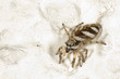 Photo: Harlekinspinne, Salticus scenicus Harlekinspinne, Salticus scenicus