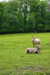 Foto: Animal cheval 05 Animal cheval 05