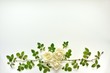 白い薔薇のアート