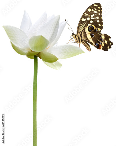 Foto: papillon sur fleur blanche de lotus papillon sur fleur blanche de lotus