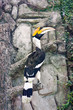 Hornbill