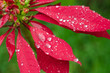 Raindrops on a Poinsettia
