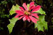 Raindrops on a Poinsettia